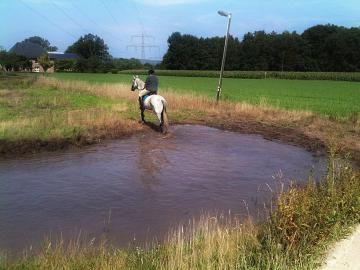 Reitsport