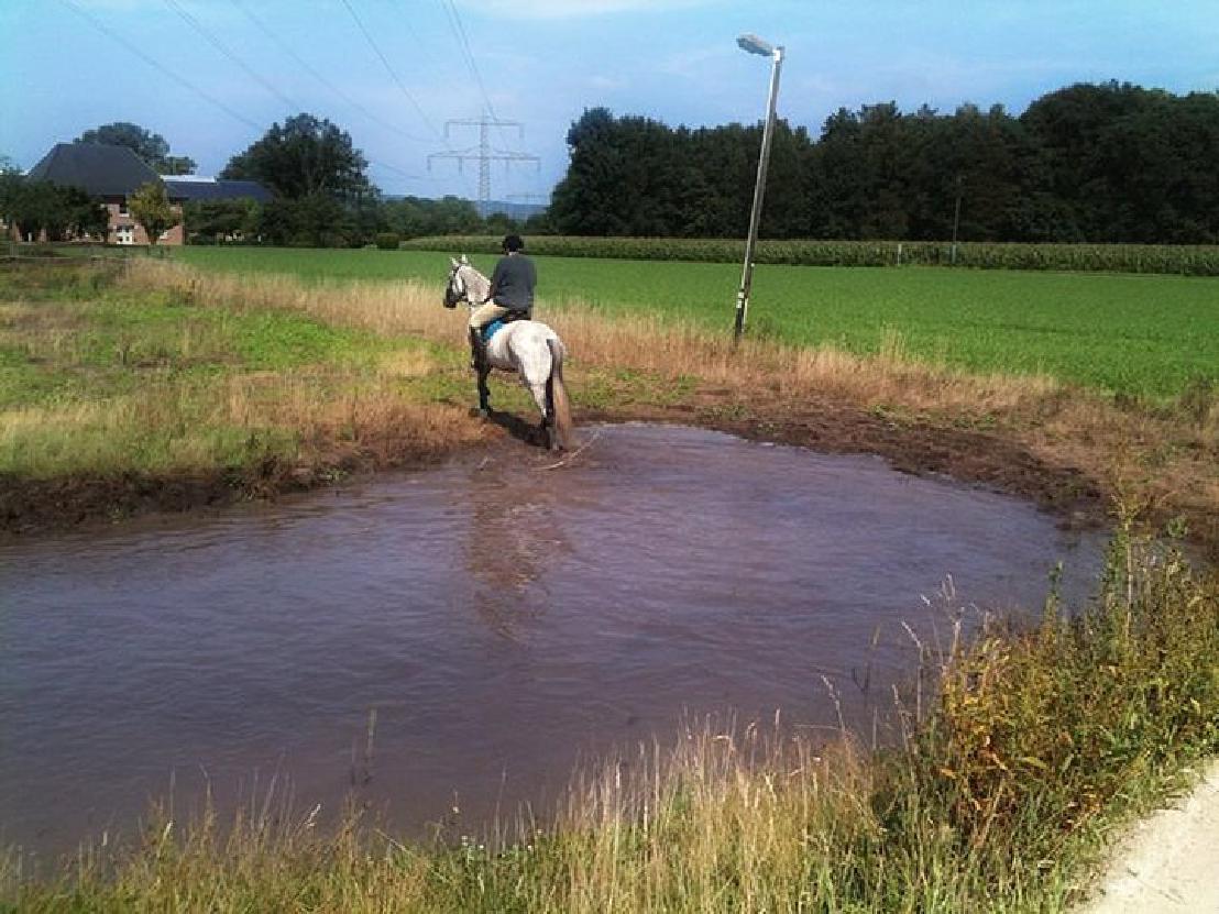 Reitsport Reitsport